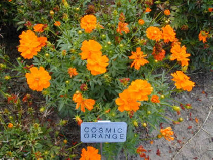 Cosmos_Cosmic_Orange
