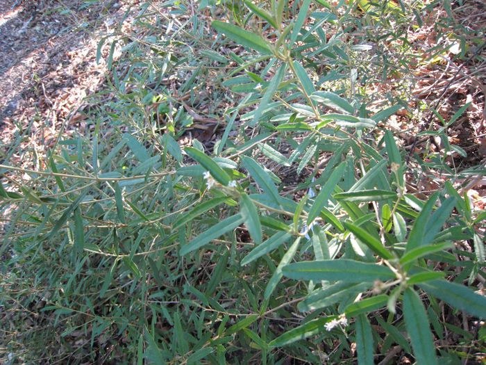 Croton-linearisPineland-Croton-1024x768