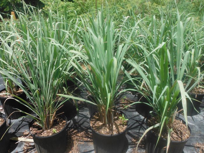 Cymbopogon-citratusLemon-Grass-1024x768