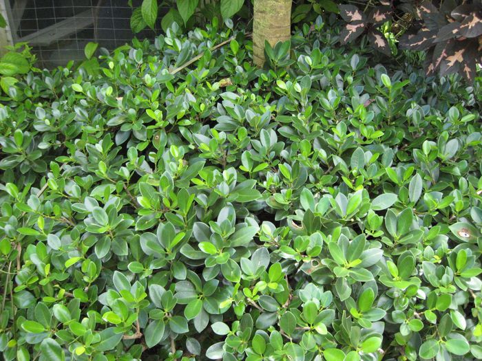 Ficus-macrocarpaGreen-Island-Ficus5-1024x768