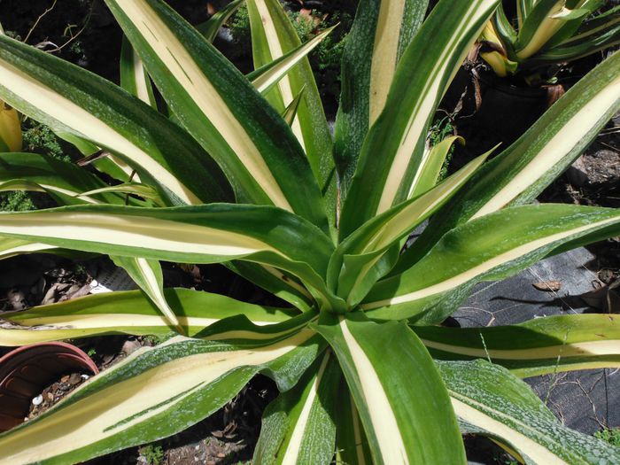 Furcraea-foetidaMauritius-Hemp-004-1024x768