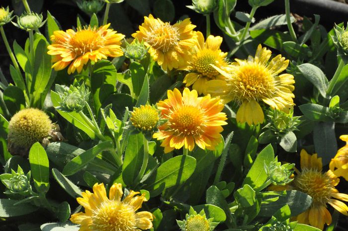 Gaillardia_ArizonaApricot