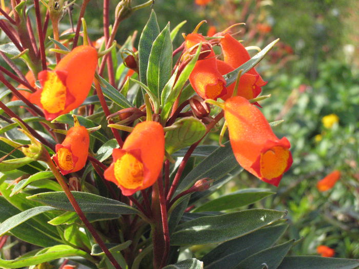 Gloxinia-sylvatica-SunsetSunset-Gloxinia2