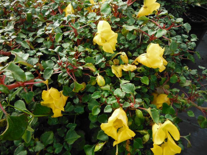 Impatiens-repensGolden-Dragon-Impatiens-1024x768