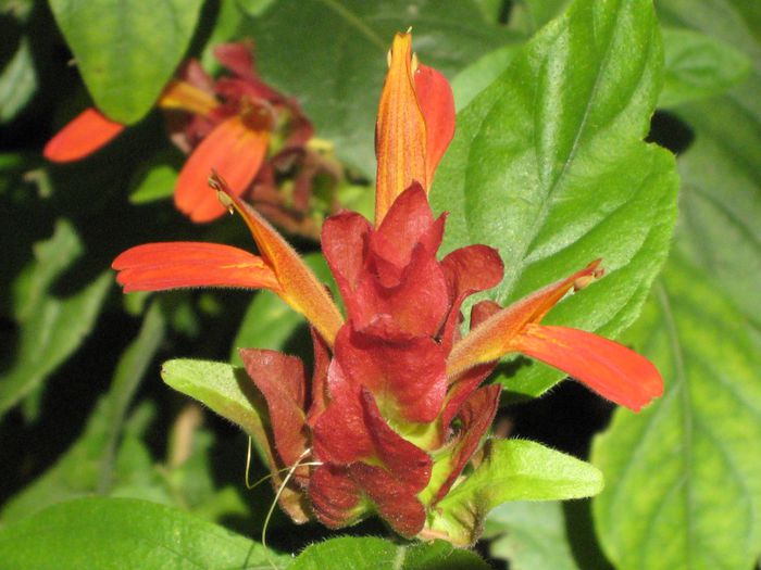 Justicia-brandegeana-Red-Shrimp-Plant1-2-1024x768