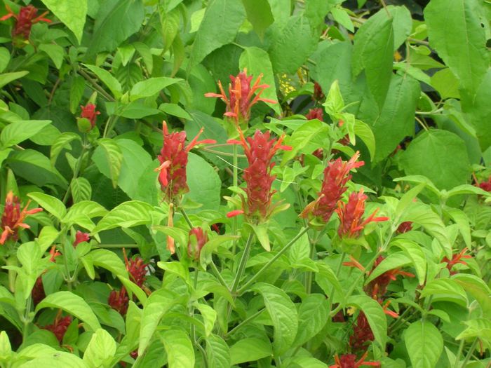 Justicia-brandegeana-Red-Shrimp-Plant2-1024x768