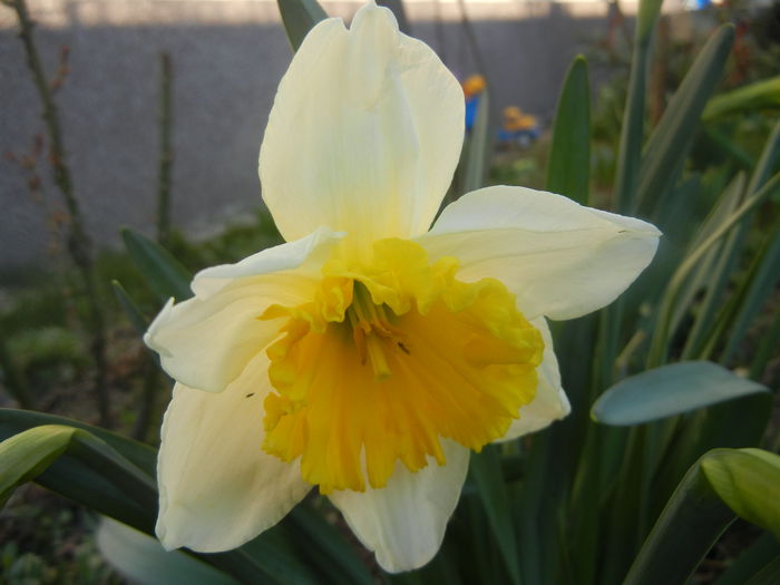 Narcissus Ice Follies (2014, March 18)