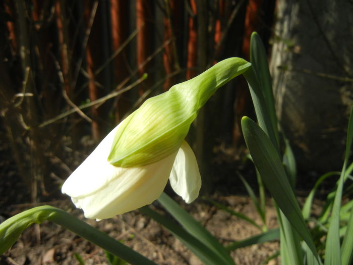 Narcissus Ice Follies (2014, March 19) - Narcissus Ice Follies