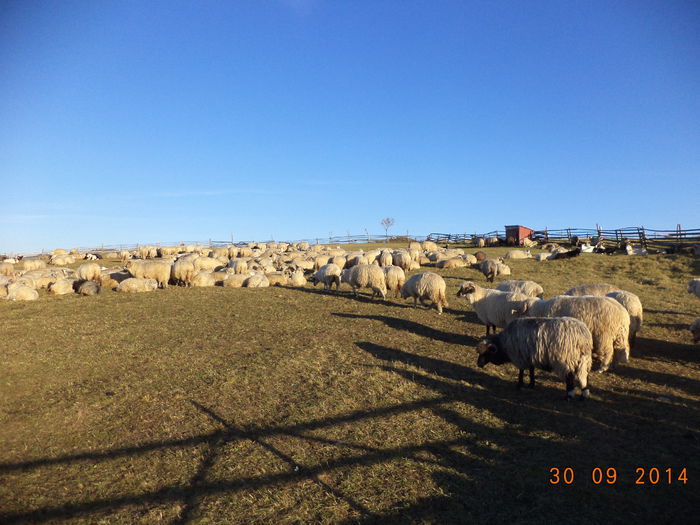 Ies oile de la strunga