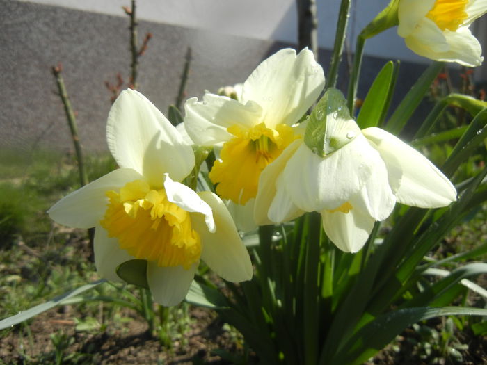 Narcissus Ice Follies (2014, March 19)