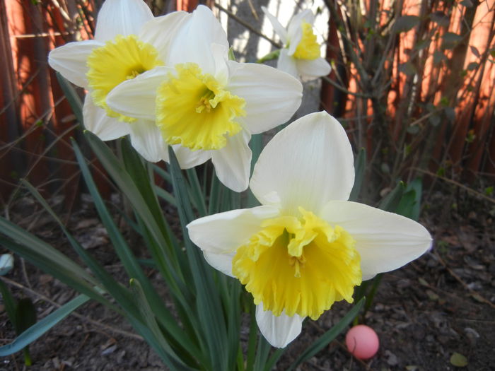 Narcissus Ice Follies (2014, March 20) - Narcissus Ice Follies