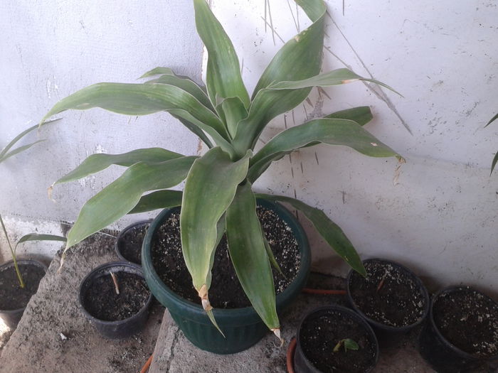yuca 25lei - 0 Plante ornamentale