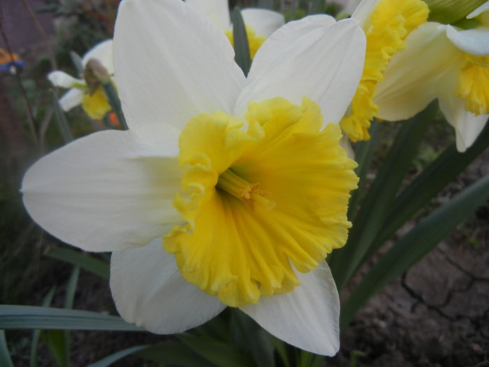 Narcissus Ice Follies (2014, March 20) - Narcissus Ice Follies