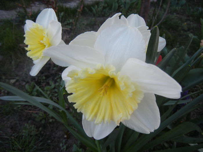 Narcissus Ice Follies (2014, March 22) - Narcissus Ice Follies