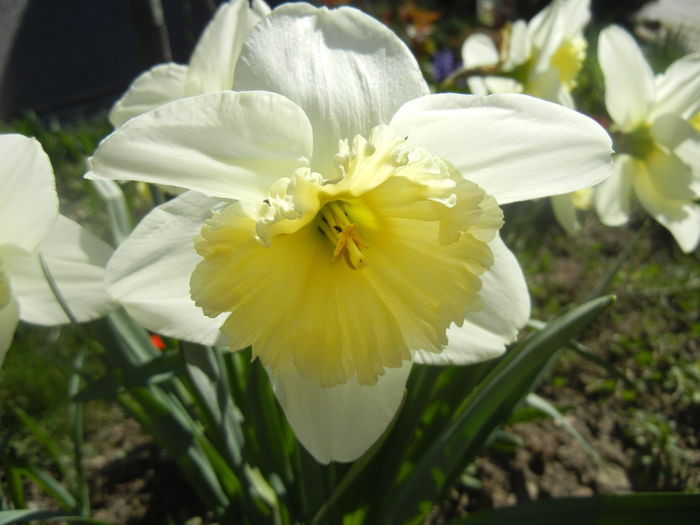 Narcissus Ice Follies (2014, March 22) - Narcissus Ice Follies