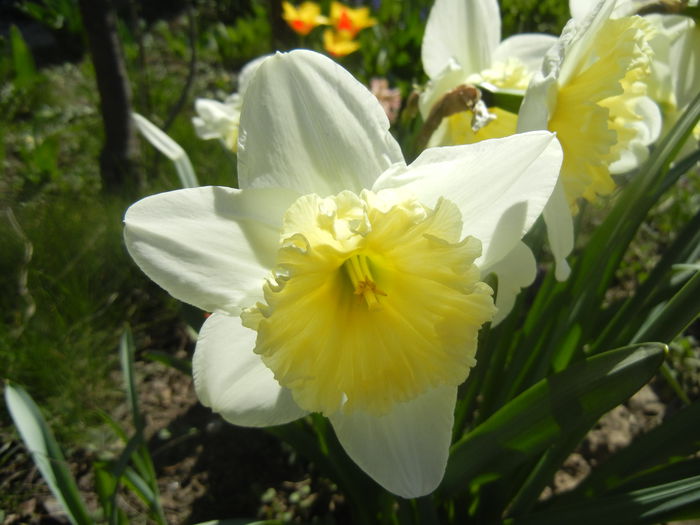 Narcissus Ice Follies (2014, March 22) - Narcissus Ice Follies