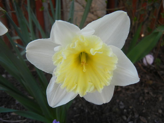 Narcissus Ice Follies (2014, March 23) - Narcissus Ice Follies