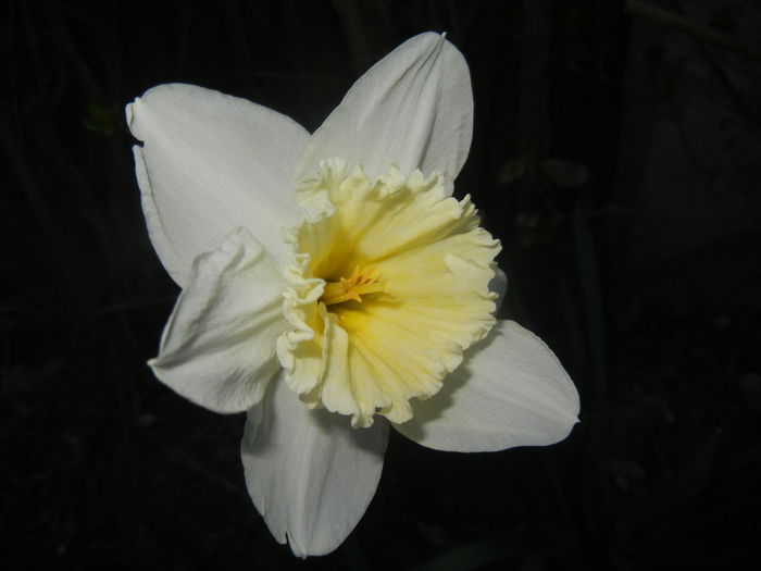 Narcissus Ice Follies (2014, March 23) - Narcissus Ice Follies