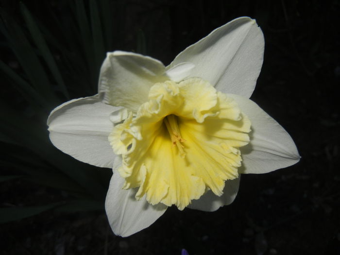 Narcissus Ice Follies (2014, March 23) - Narcissus Ice Follies