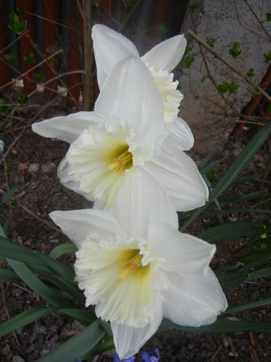 Narcissus Ice Follies (2014, March 26) - Narcissus Ice Follies