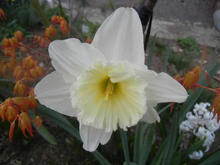 Narcissus Ice Follies (2014, March 26) - Narcissus Ice Follies