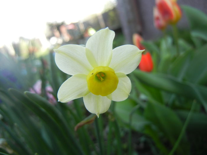 Narcissus Minnow (2014, March 29) - Narcissus Minnow