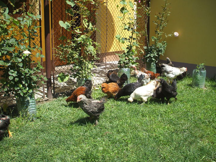 DSCF7278 - I puii mei la data de 20 07 ac