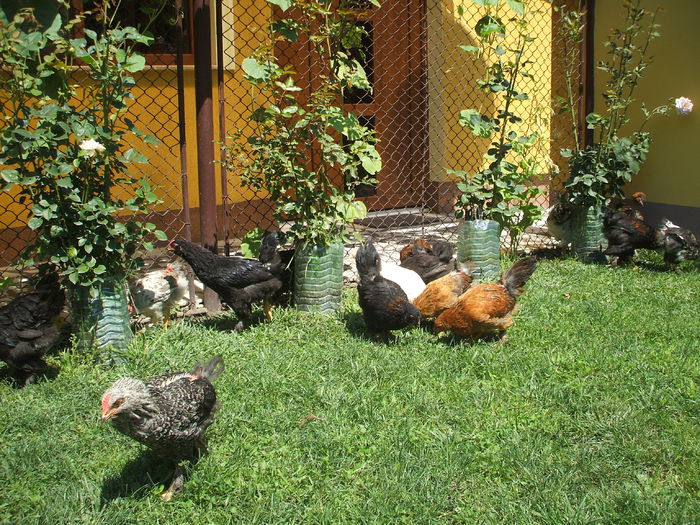 DSCF7280 - I puii mei la data de 20 07 ac