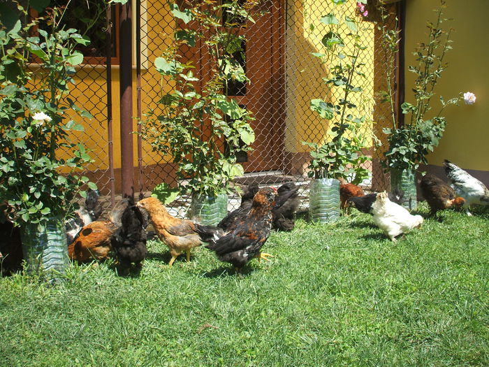 DSCF7282 - I puii mei la data de 20 07 ac