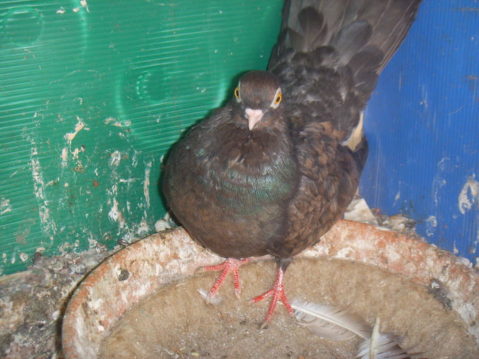 SSL16756 - Pui 2014 si nu numai