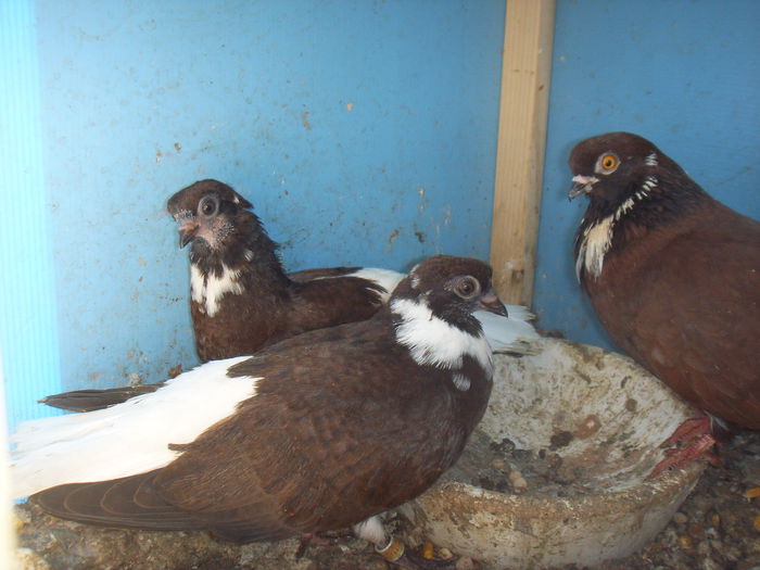 SSL16777 - Pui 2014 si nu numai