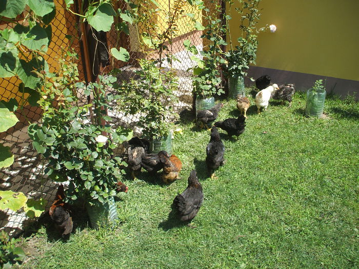 DSCF7283 - I puii mei la data de 20 07 ac