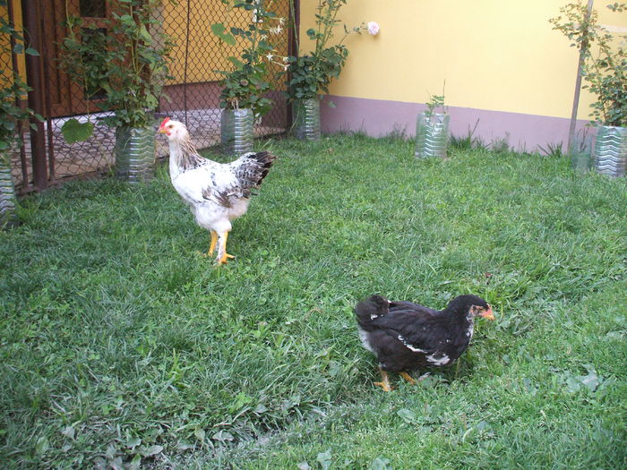 DSCF7309 - I puii mei la data de 20 07 ac