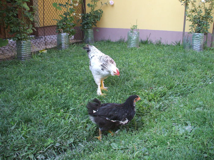 DSCF7310 - I puii mei la data de 20 07 ac