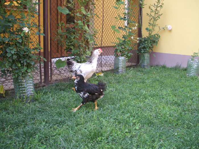 DSCF7314 - I puii mei la data de 20 07 ac