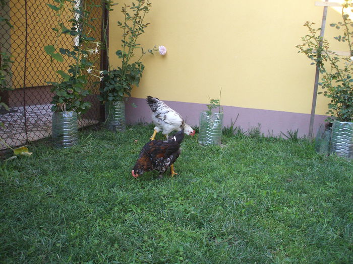 DSCF7324 - I puii mei la data de 20 07 ac