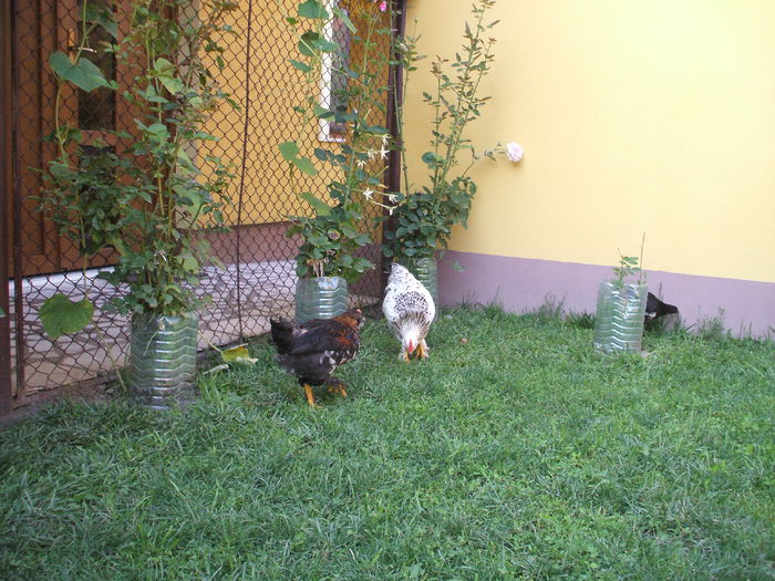 DSCF7326 - I puii mei la data de 20 07 ac