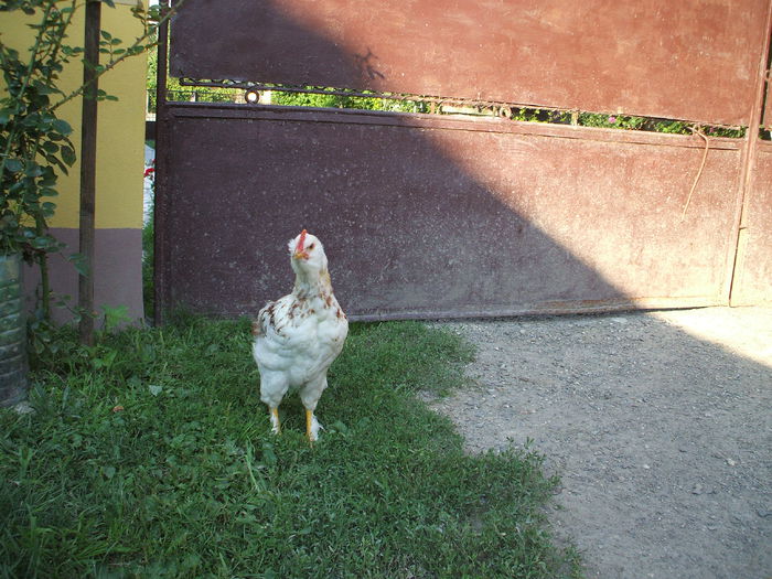 DSCF7357 - I puii mei la data de 20 07 ac