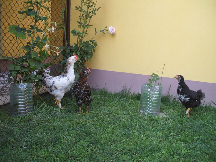 DSCF7358 - I puii mei la data de 20 07 ac