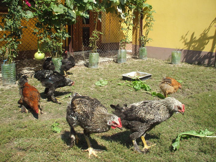 DSCF7877 - II puii mei la data de 30 08 ac