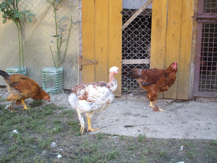 DSCF7882 - II puii mei la data de 30 08 ac