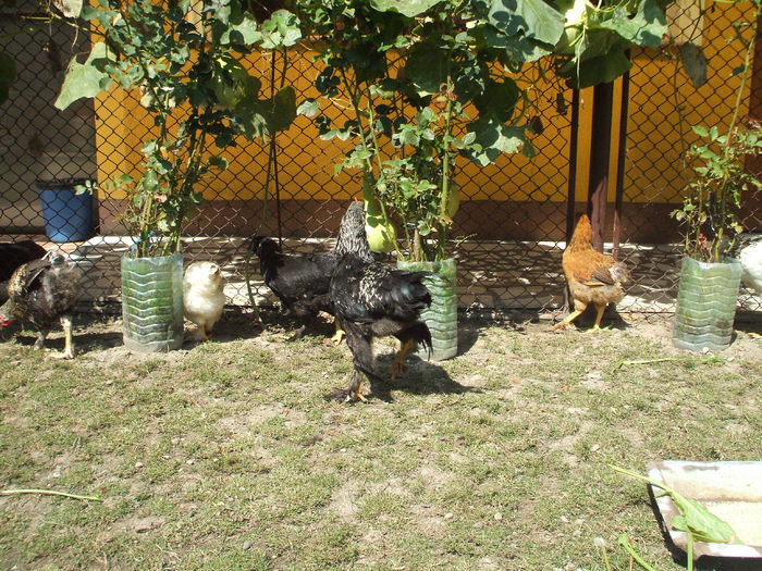 DSCF7891 - II puii mei la data de 30 08 ac