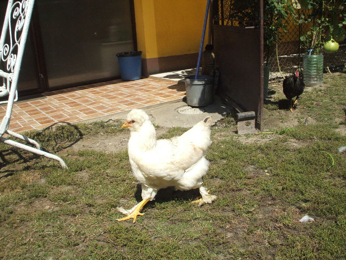 DSCF7898 - II puii mei la data de 30 08 ac