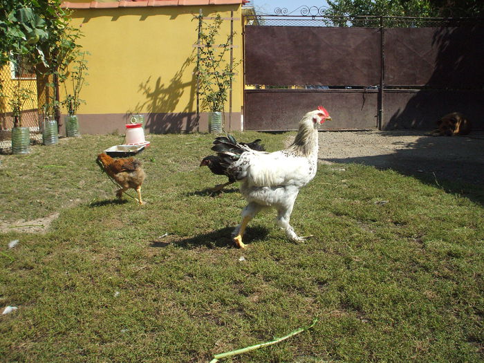 DSCF7900 - II puii mei la data de 30 08 ac