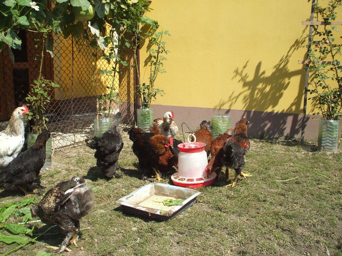 DSCF7910 - II puii mei la data de 30 08 ac