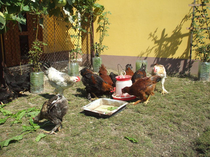 DSCF7911 - II puii mei la data de 30 08 ac