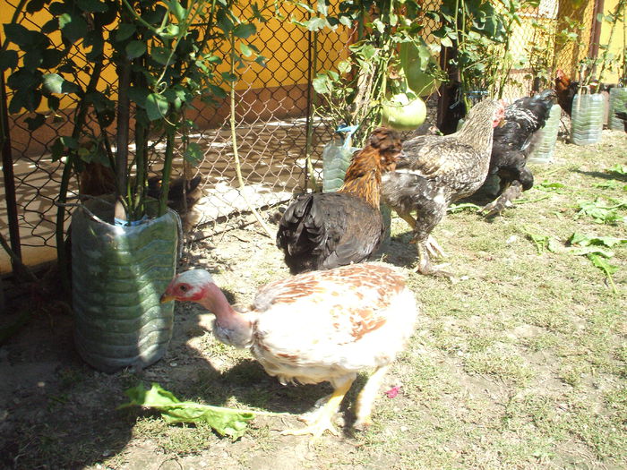 DSCF7927 - II puii mei la data de 30 08 ac