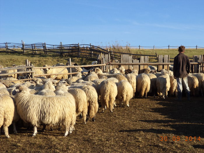 Mai e putin de muls si e gata