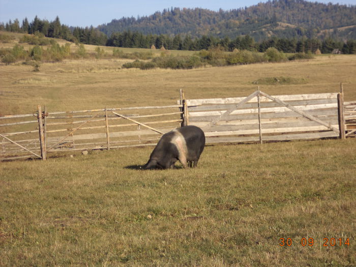 O scroafa a lui Pascu Ion