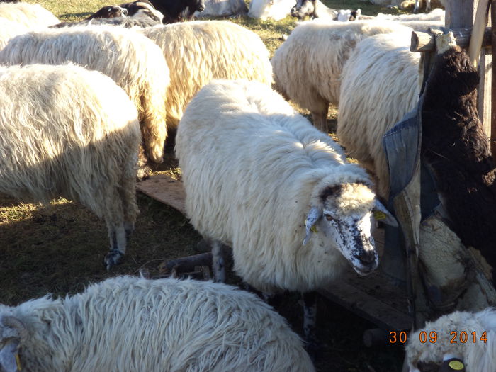 Oaie bucalaie pestrita pe bot